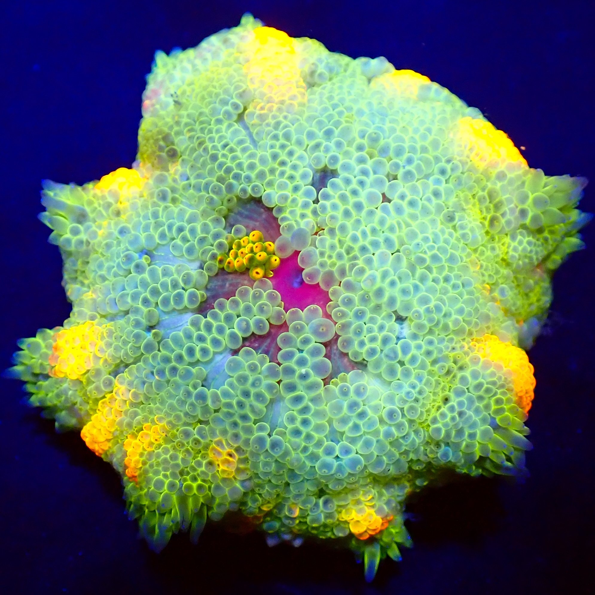 Stichodactyla tapetum WYSIWYG (1768589852894)