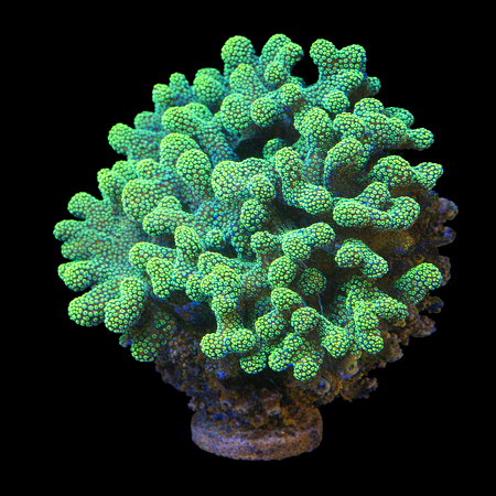 Stylophora Geel Ultra XXL (Ong. 15+ cm) WYSIWYG (1784809725955)