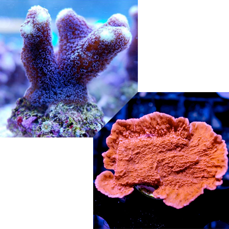 Stylophora Purple M / Montipora Red M Pack