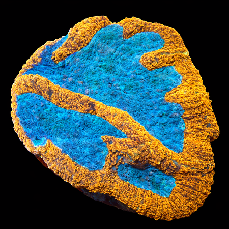 Symphyllia WYSIWYG (1769204410886)