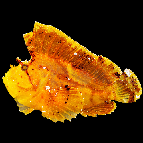 Taenianotus triacanthus (Yellow)