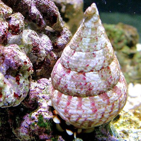 Tectus Conus (Grote algen slak)