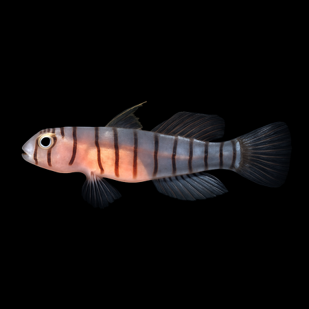Tigrigobius macrodon - DJM Bred