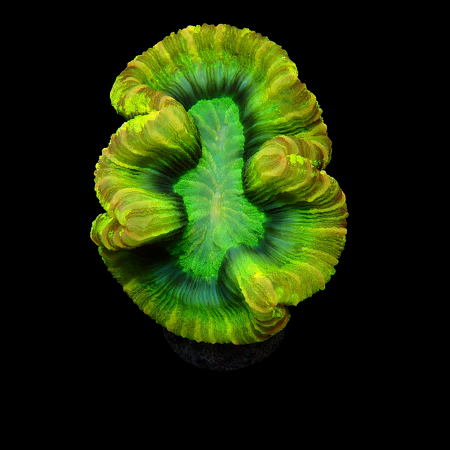 Trachyphullia Master Grade L (Ong. 8-9 cm) WYSIWYG (1773253431594)