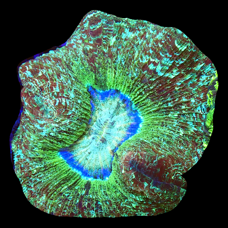 Trachyphyllia Geoffroyi Green with Blue centre WYSIWYG (1770547042049)