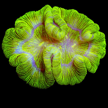 Trachyphyllia Geoffroyi WYSIWYG (1766177437188)