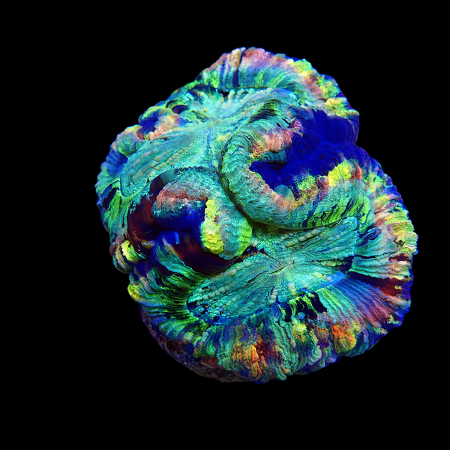 Trachyphyllia Master Grade L (Ong. 8-9 cm) WYSIWYG (1773253401714)