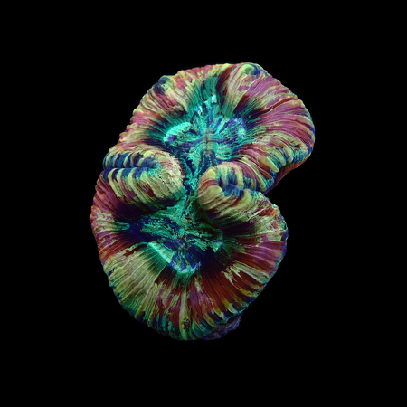 Trachyphyllia Master Grade M (Ong. 6-7 cm) WYSIWYG (1773253404698)