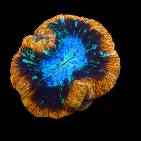 Trachyphyllia Rainbow Mastegrade L (Ong. 8-9 cm) WYSIWYG (1776191169221)