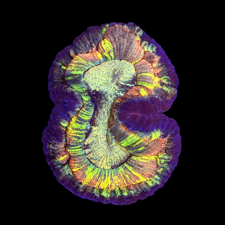 Trachyphyllia Rainbow Master Grade L (Ong. 8-9 cm) WYSIWYG (1786555398563)