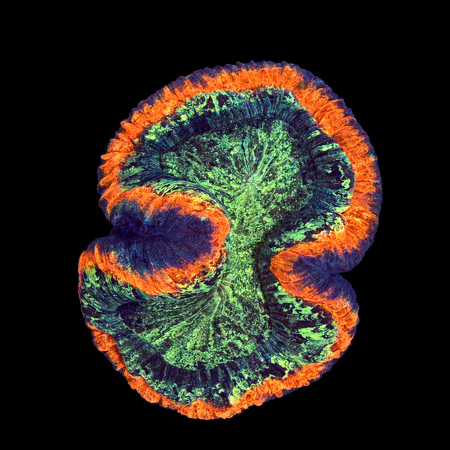 Trachyphyllia Rainbow Master Grade L (Ong. 8-9 cm) WYSIWYG (1786555401913)