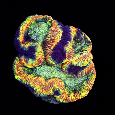 Trachyphyllia Rainbow Master Grade L (Ong. 8-9 cm) WYSIWYG (1786555404596)