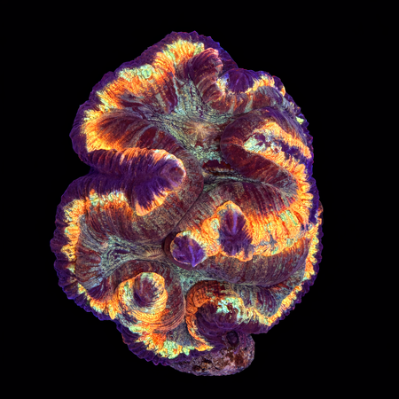 Trachyphyllia Rainbow Master Grade L (Ong. 8-9 cm) WYSIWYG (1786555412408)