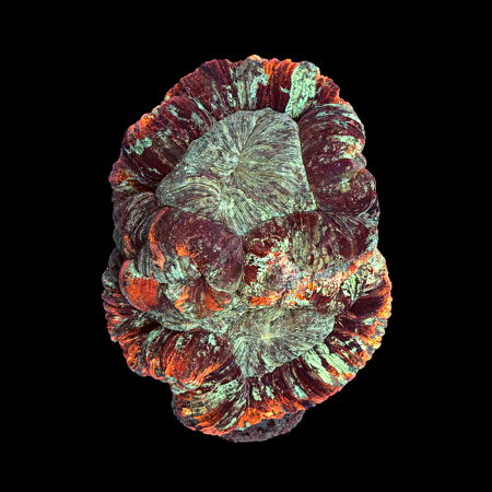 Trachyphyllia Rainbow Master Grade L (Ong. 8-9 cm) WYSIWYG (1786555416197)