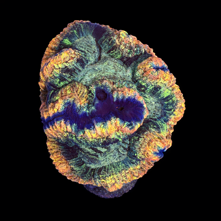Trachyphyllia Rainbow Master Grade L (Ong. 8-9 cm) WYSIWYG (1786555419774)
