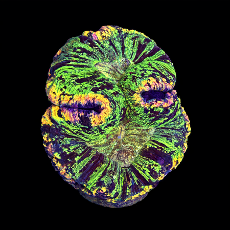 Trachyphyllia Rainbow Master Grade L (Ong. 8-9 cm) WYSIWYG (1786555429596)