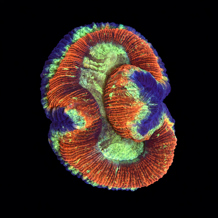 Trachyphyllia Rainbow Master Grade L (Ong. 8-9 cm) WYSIWYG (1786555432661)