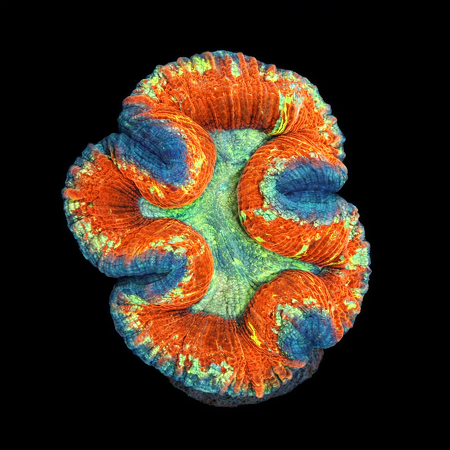 Trachyphyllia Rainbow Master Grade L (Ong. 8-9 cm) WYSIWYG (1786555435913)