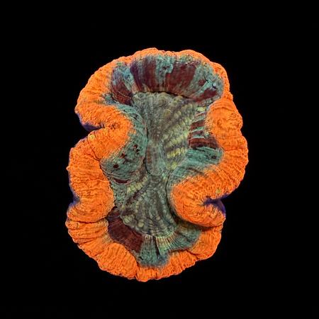 Trachyphyllia Rainbow Master Grade M (Ong. 6-7 cm) WYSIWYG (1786555389481)