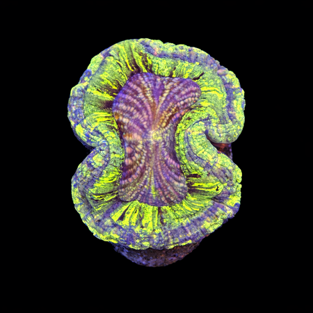 Trachyphyllia Rainbow Master Grade M (Ong. 6-7 cm) WYSIWYG (1786555392941)