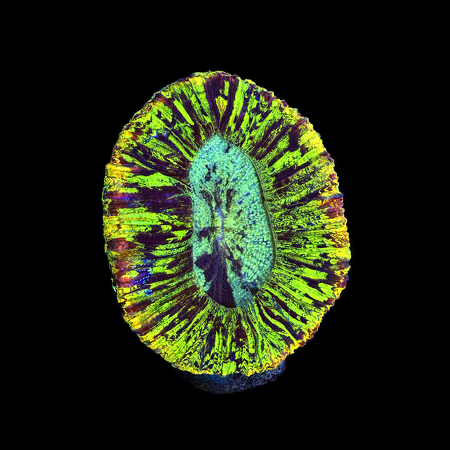 Trachyphyllia Rainbow Master Grade M (Ong. 6-7 cm) WYSIWYG (1786555438908)