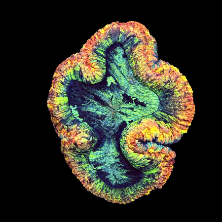 Trachyphyllia Rainbow Master Grade XL (Ong. 10-12 cm) WYSIWYG (1786555395760)