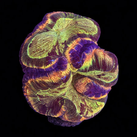 Trachyphyllia Rainbow Master Grade XL (Ong. 10-12 cm) WYSIWYG (1786555407678)