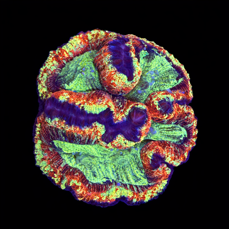Trachyphyllia Rainbow Master Grade XL (Ong. 10-12 cm) WYSIWYG (1786555423062)