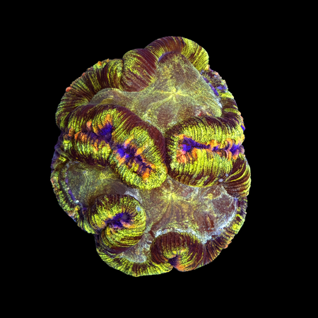 Trachyphyllia Rainbow Master Grade XL (Ong. 10-12 cm) WYSIWYG (1786555426541)