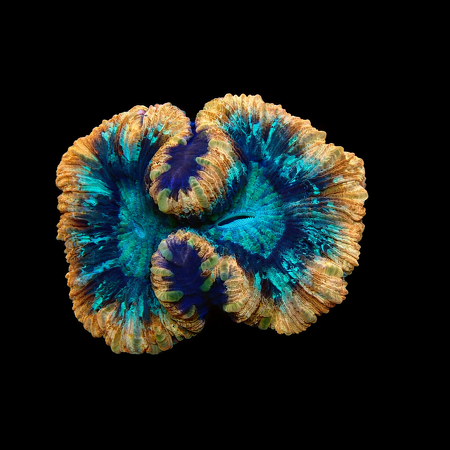 Trachyphyllia Rainbow Mastergrade L (Ong. 8-9 cm) WYSIWYG (1776191079602)