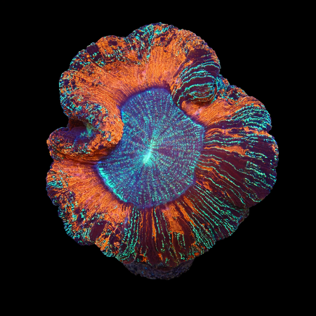 Trachyphyllia rainbow Mastergrade L (Ong. 8-9 cm) WYSIWYG (1776191186656)