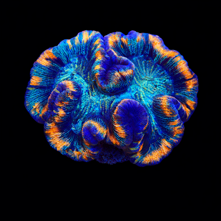 Trachyphyllia rainbow Mastergrade L (Ong. 8-9 cm) WYSIWYG (1776191208373)