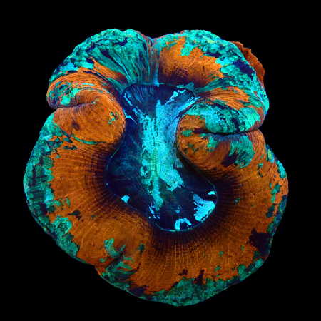 Trachyphyllia rainbow Mastergrade L (Ong. 8-9 cm) WYSIWYG (1776191239384)