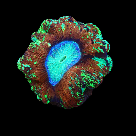 Trachyphyllia Rainbow Mastergrade M (Ong. 6-7 cm) WYSIWYG (1776191130337)