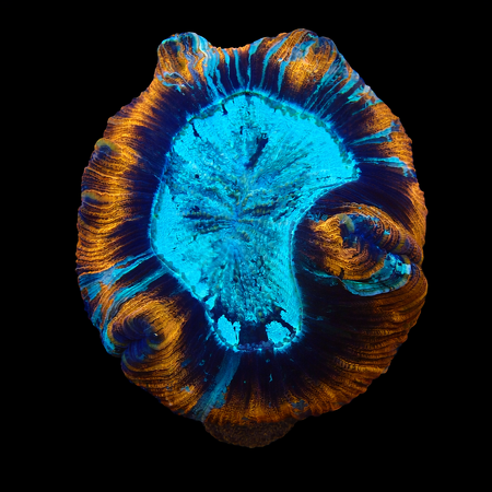 Trachyphyllia Ultra Red L (Ong. 8-9 cm) WYSIWYG (1776191105600)