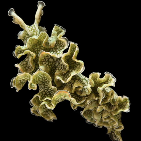 Tridachia (Elysia) crispata, green nudibranch