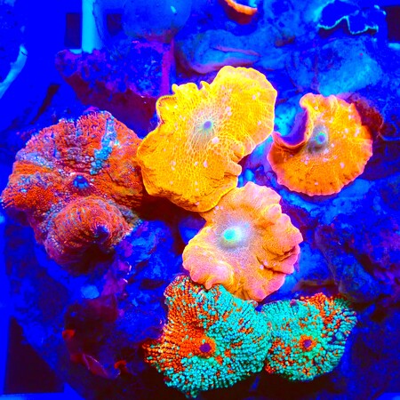 Ultra Discosoma Garden WYSIWYG (1761940585235)