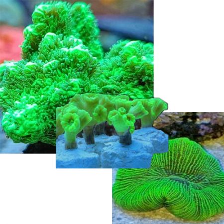 Ultra Green Pack (3 ultra groene koralen)