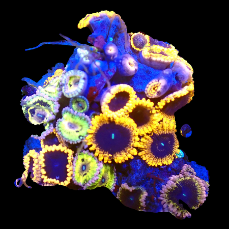 Zoanthids Ultra Garden WYSIWYG (1770551102215)