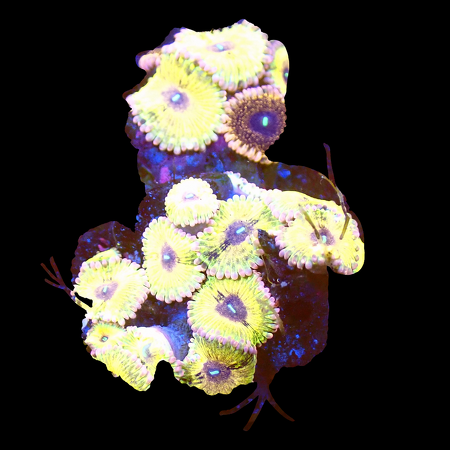 Zoanthids Ultra Garden WYSIWYG (1770551127689)