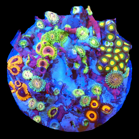Zoanthids Ultra Garden WYSIWYG (1770551215020)