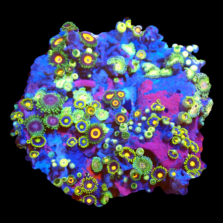 Zoanthids Ultra Garden WYSIWYG (1770551299338)