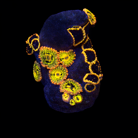 Zoanthids Ultra S (Ong. 4-5 cm) WYSIWYG (1776006181462)