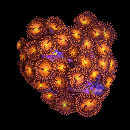 Zoanthus L (Ong. 8-9 cm) WYSIWYG (1773439014161)