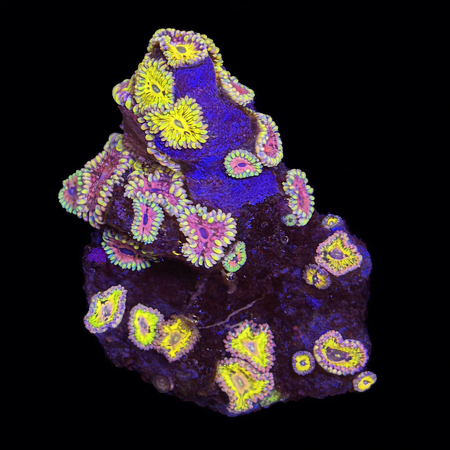 Zoanthus Pink Elephant / Stratocasters WYSIWYG (1770982009655)