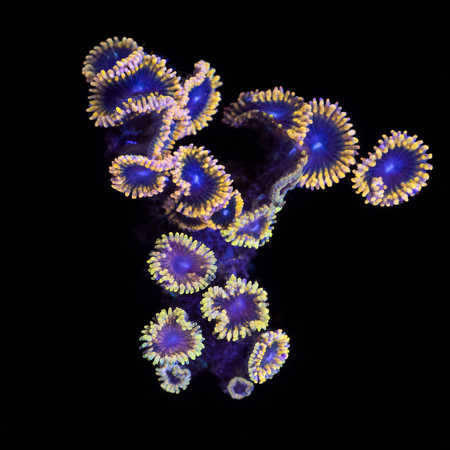 Zoanthus Pink Elephant / Stratocasters WYSIWYG (1770982436320)