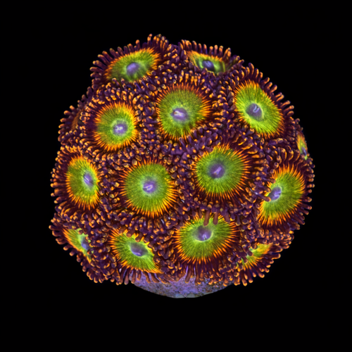 Zoanthus sp. (Bowser) Frag (Ong. 2-3 cm) WYSIWYG (1793278919669)