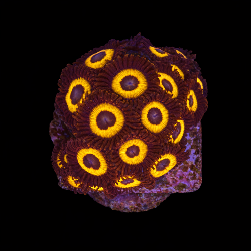 Zoanthus sp. (Johnny Pumpkin) Frag (Ong. 2-3 cm) WYSIWYG (1793278963362)