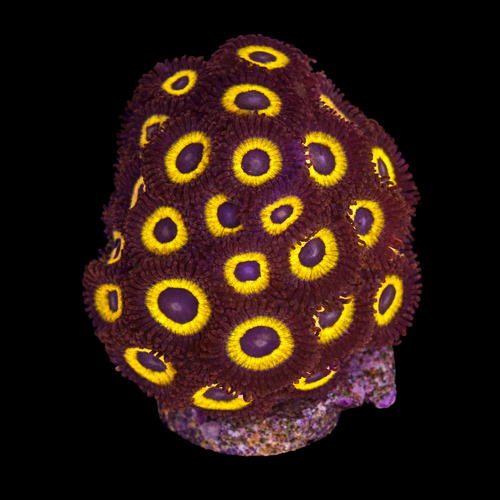 Zoanthus sp. (Johnny Pumpkin) Frag (Ong. 2-3 cm) WYSIWYG (1793278977464)