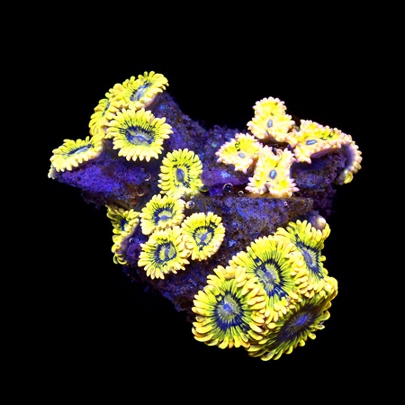 Zoanthus Super Rare WYSIWYG (1771103240742)